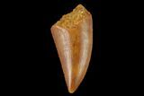 Raptor Tooth - Real Dinosaur Tooth #133387-1